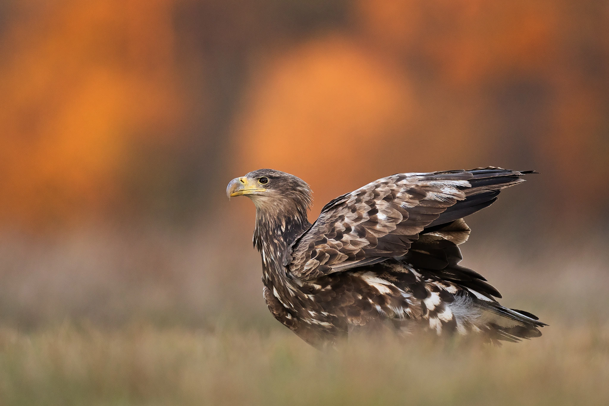 White-tailed Eagle Expedition gallery image 15